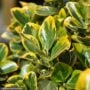 Euonymus – Golden – #1 Container